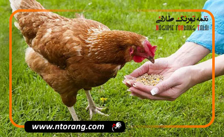بهترین تغذیه مرغ گوشتی